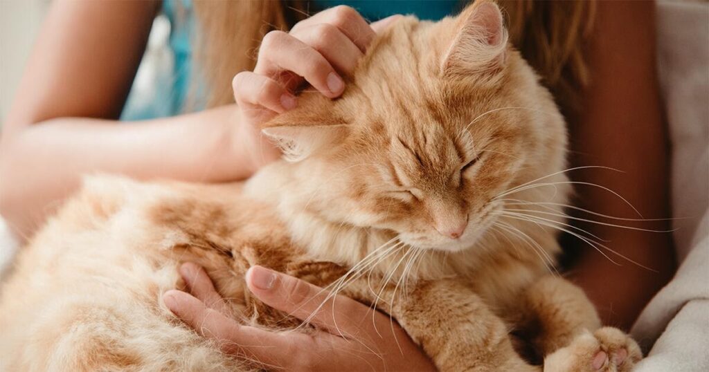 Raise a Cuddly Lap Cat: Tips for an Affectionate Kitten 11 Building Confidence in Your Lap Cat