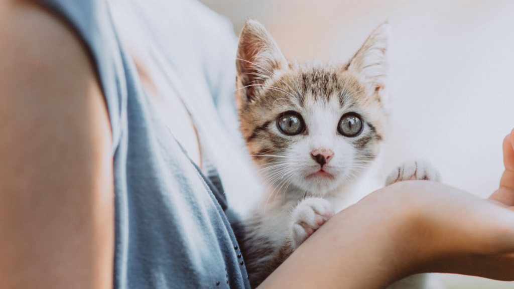 Raise a Cuddly Lap Cat: Tips for an Affectionate Kitten 9 Building a Strong Bond That Lasts