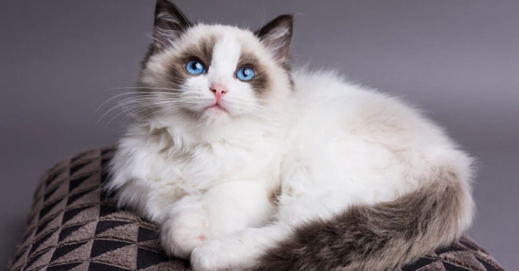 Choosing Between Maine Coon and Ragdoll