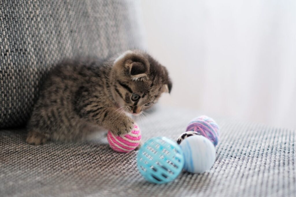 Raise a Cuddly Lap Cat: Tips for an Affectionate Kitten 8 Choosing the Right Toys for Interactive Play