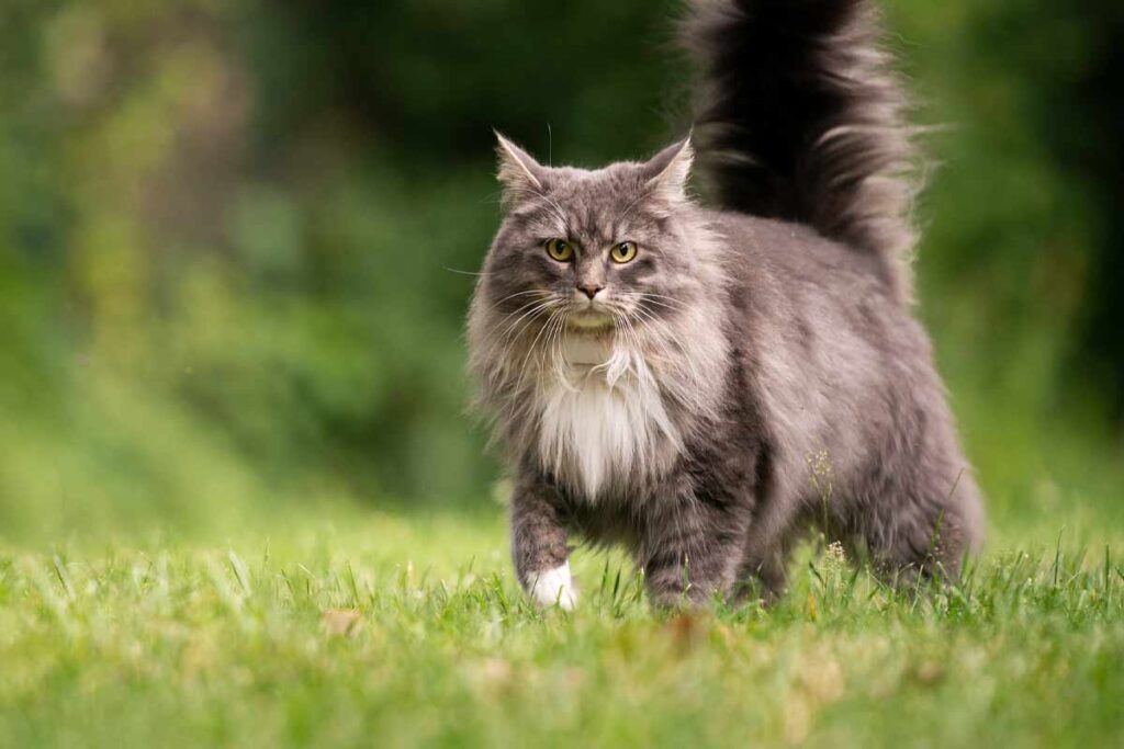 Common Health Issues in Maine Coons
