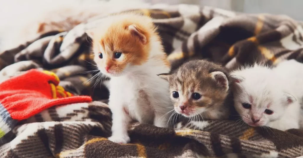 Raise a Cuddly Lap Cat: Tips for an Affectionate Kitten 5 Creating a Comfortable Environment