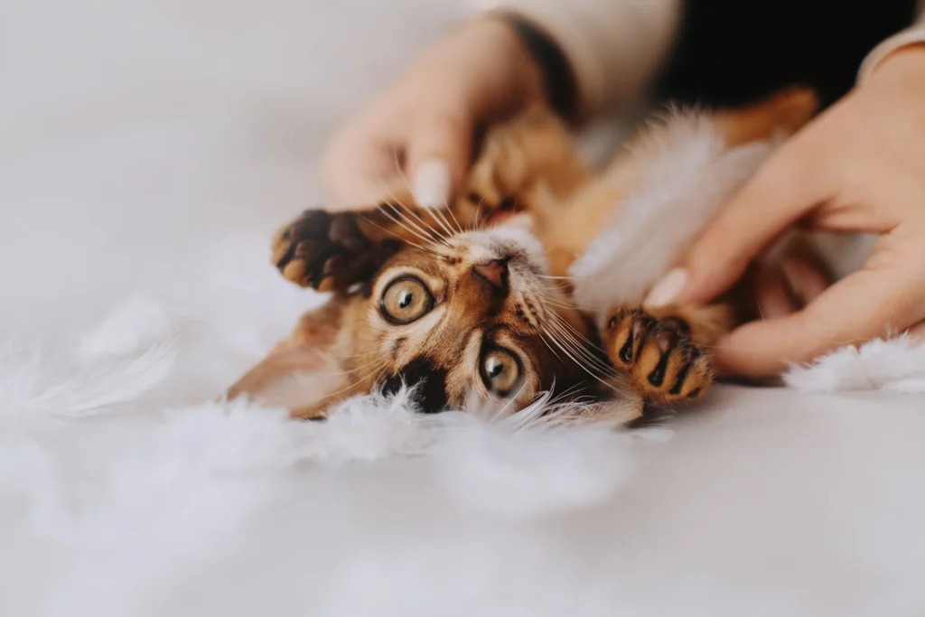 Raise a Cuddly Lap Cat: Tips for an Affectionate Kitten 10 Encouraging Cuddly Behavior