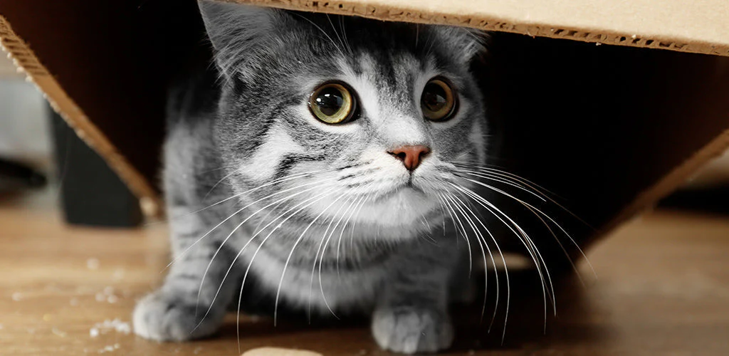 Raise a Cuddly Lap Cat: Tips for an Affectionate Kitten 3 Identifying an Affectionate Temperament