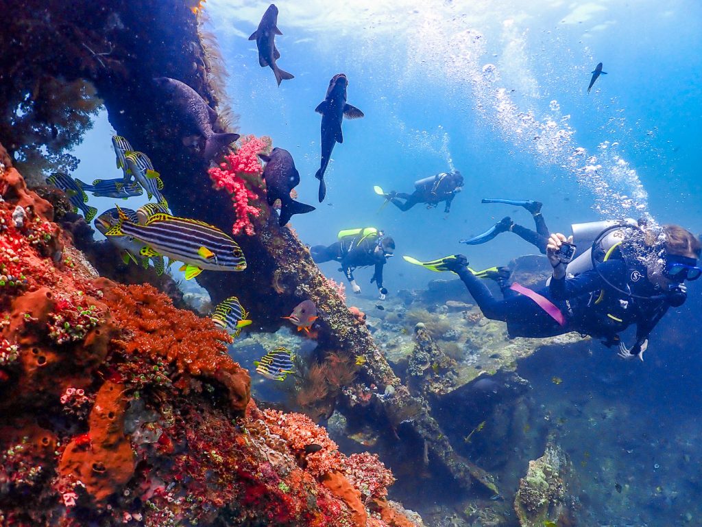 Koh Tao Scuba Diving Hotspot