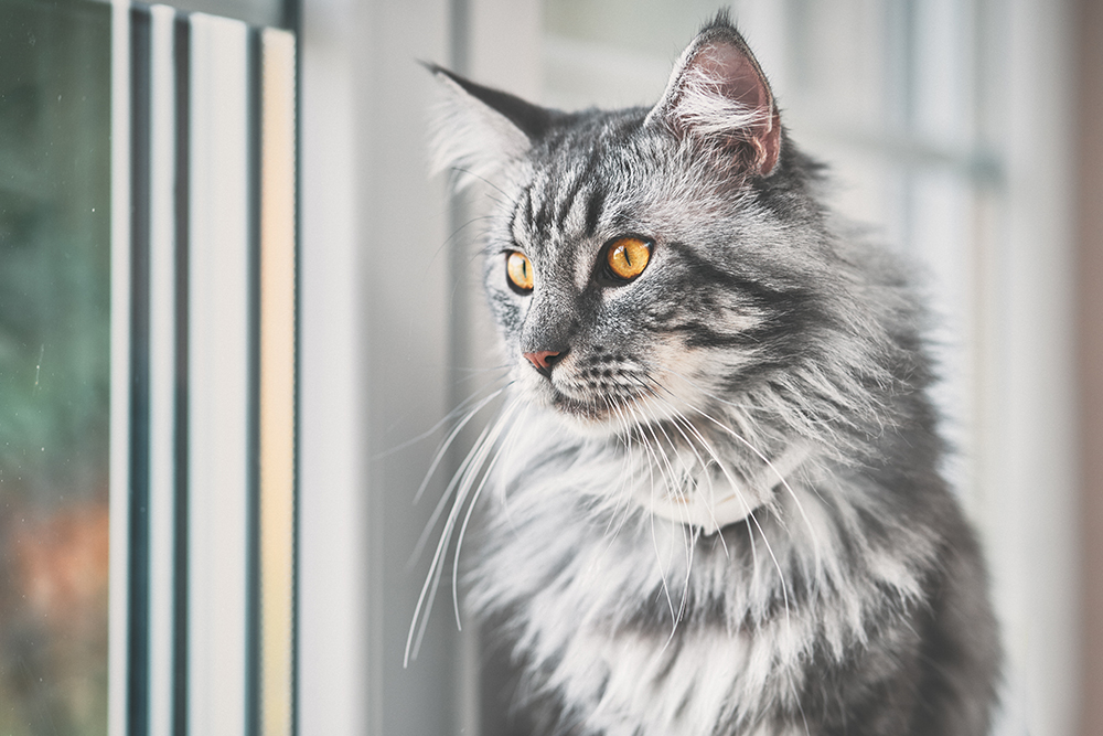 Maine Coon Characteristics