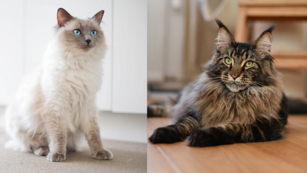 Maine Coon vs Ragdoll