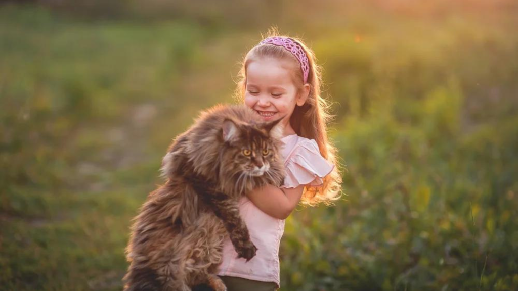 Maine Coons with Families