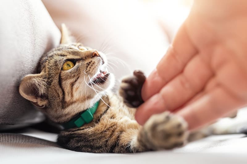 Raise a Cuddly Lap Cat: Tips for an Affectionate Kitten 12 Maintaining a Cuddly Relationship