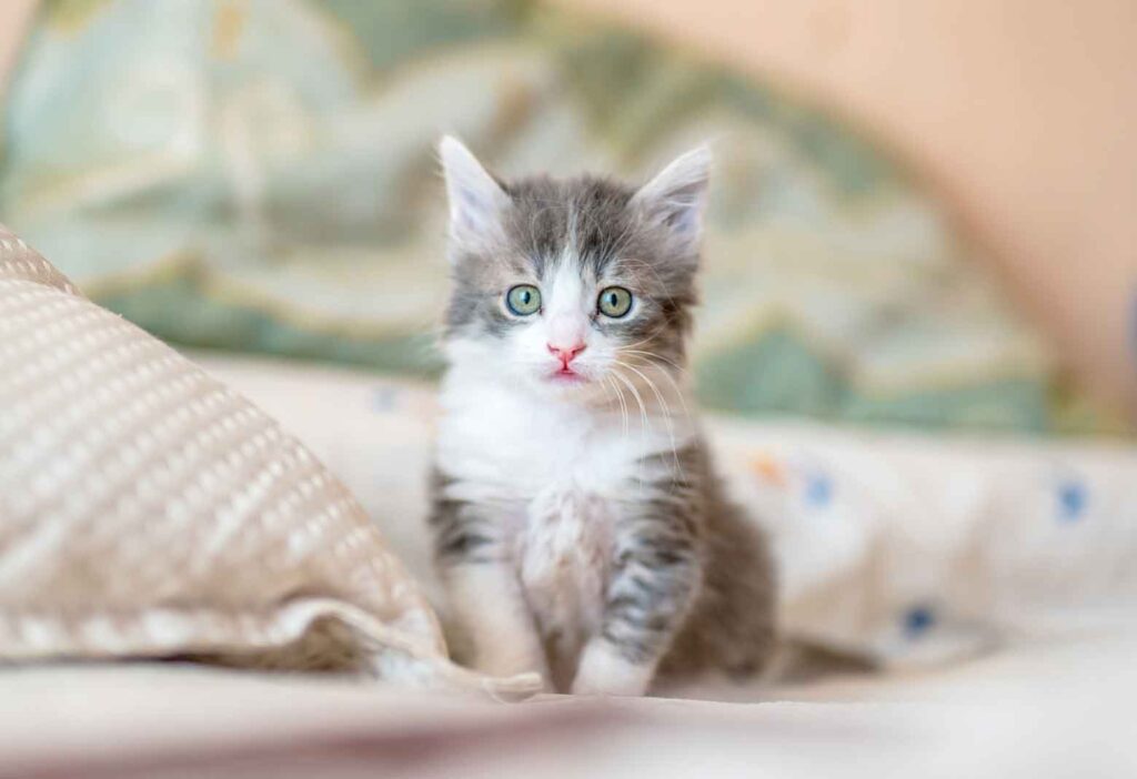 Raise a Cuddly Lap Cat: Tips for an Affectionate Kitten 7 Making Your Home Inviting for Cuddles