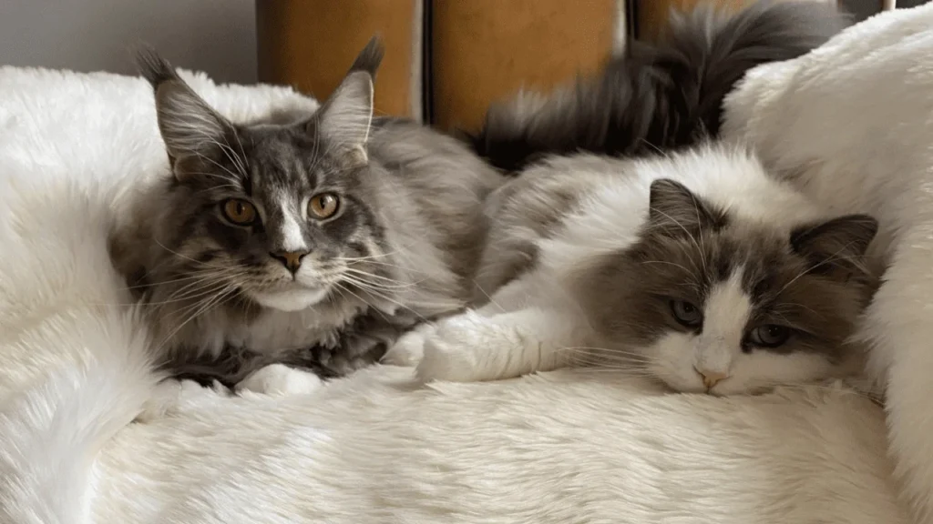Overview of Maine Coon and Ragdoll Breeds