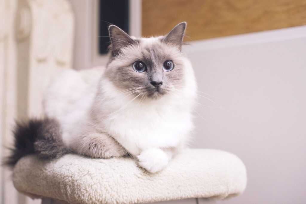 Ragdoll Cat Features