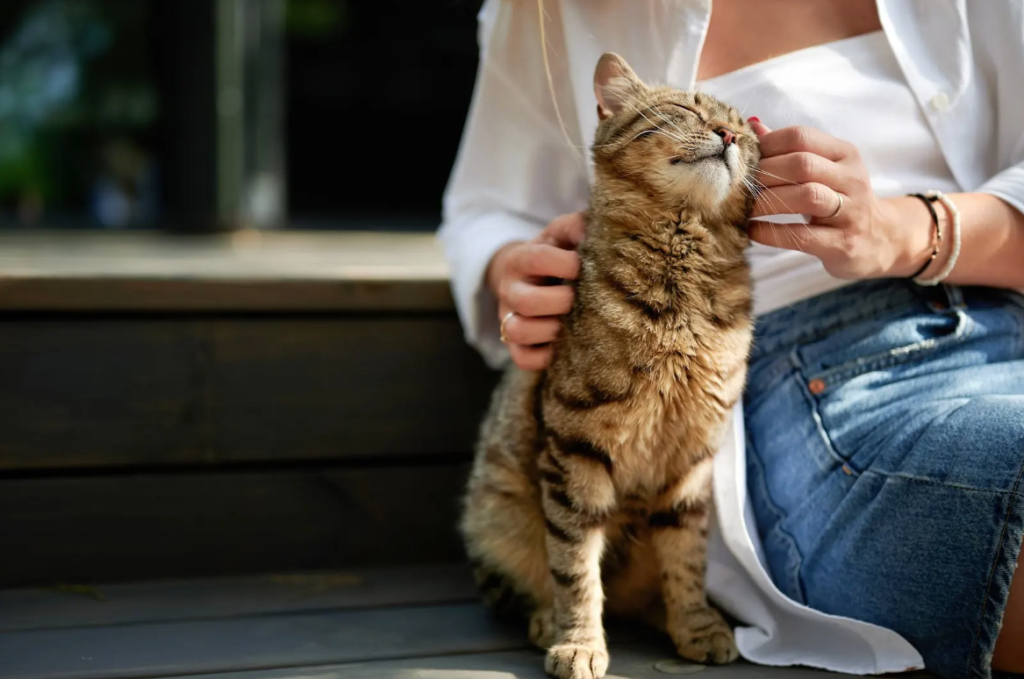 Raise a Cuddly Lap Cat: Tips for an Affectionate Kitten Raise a Cuddly Lap Cat: Tips for an Affectionate Kitten