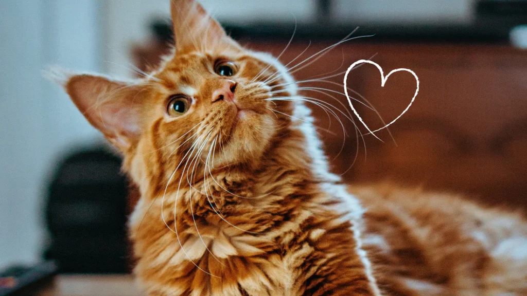 Raise a Cuddly Lap Cat: Tips for an Affectionate Kitten 4 Recognizing Your Kittys Body Language