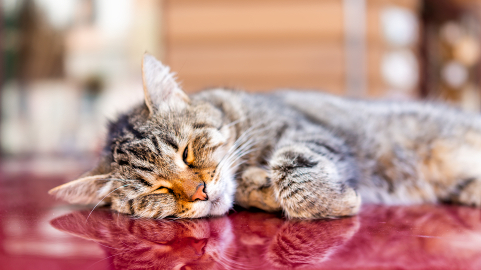 Raise a Cuddly Lap Cat: Tips for an Affectionate Kitten 6 Setting Up a Safe Space for Your Kitten