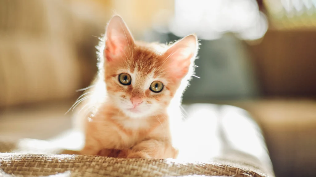 Raise a Cuddly Lap Cat: Tips for an Affectionate Kitten 2 The Importance of Early Socialization