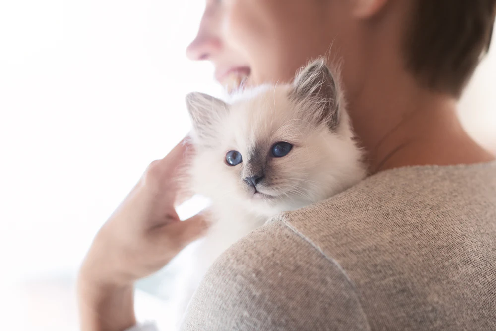 Raise a Cuddly Lap Cat: Tips for an Affectionate Kitten 1 Understanding Your Cuddly Kitten