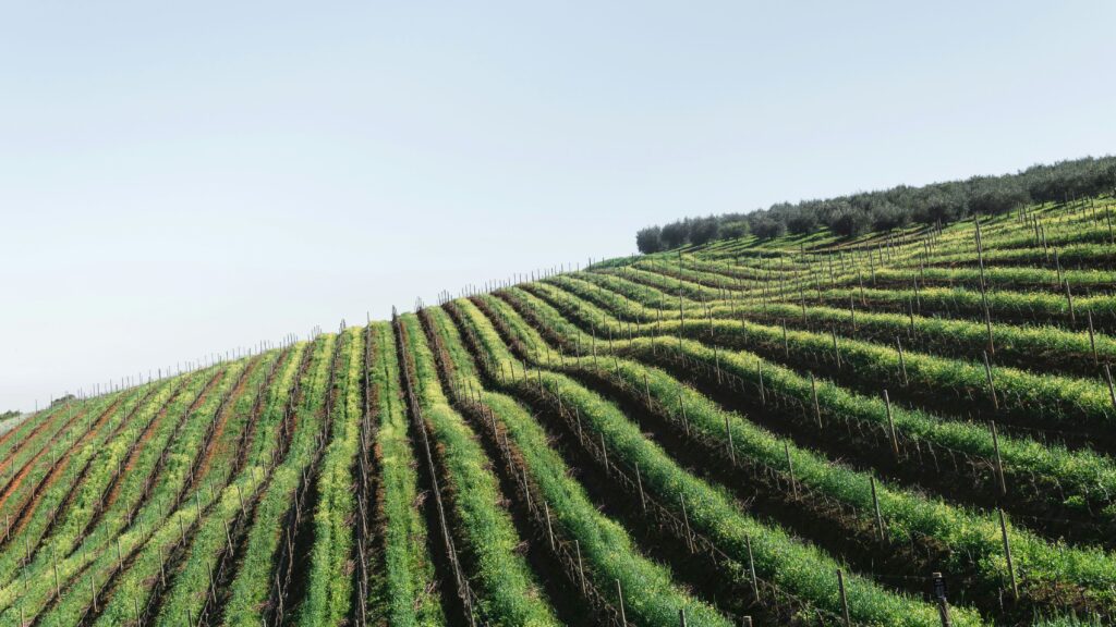 Cape Town Shuttle Service: Group Transfers in Cape Town 2 Cape Town Wine Tours and the Cape Winelands
